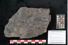 Foto (Objekt + Etikett) von Neuropteris karwinensis Ettingshausen (NHMW-GEO-2024-0188-10666)
